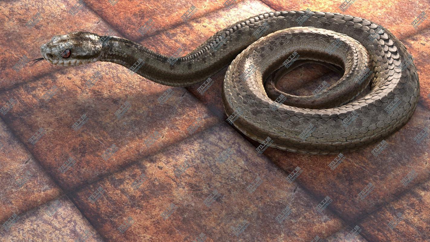 images/goods_img/202104092/Adder Viper Snake/4.jpg